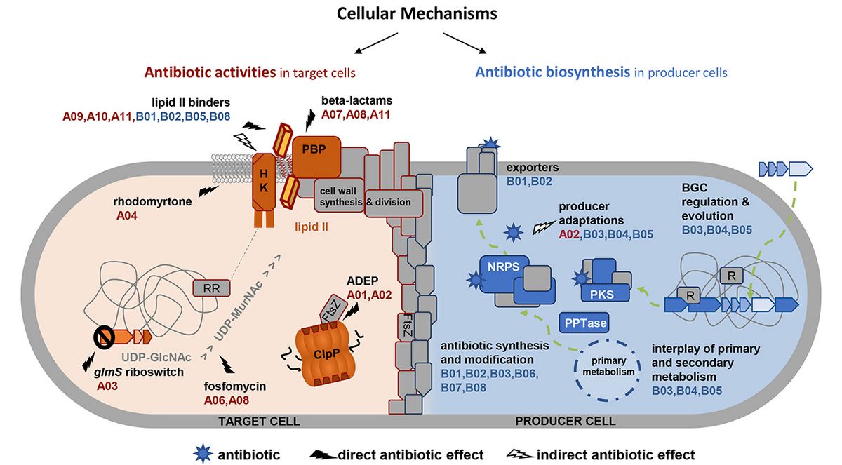 Cellular Mechanisms